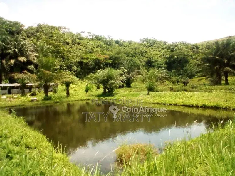 Domaine agricole 22ha - Kombo - Matari