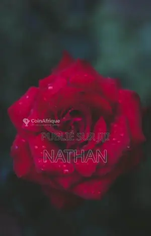 La dot en Afrique : traditions et alliances communautaires