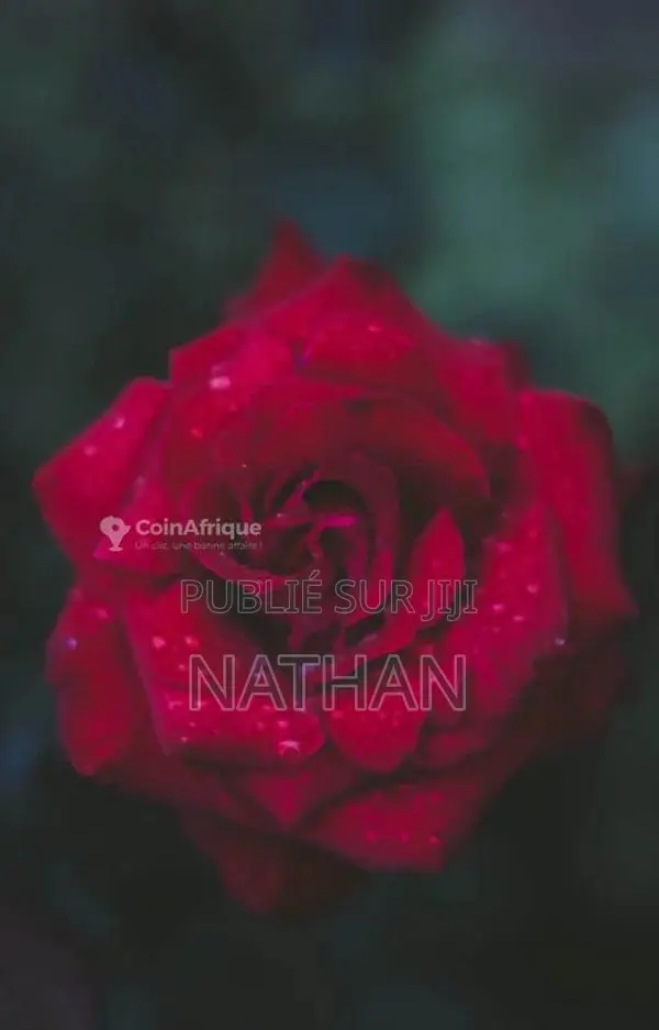 La dot en Afrique : traditions et alliances communautaires