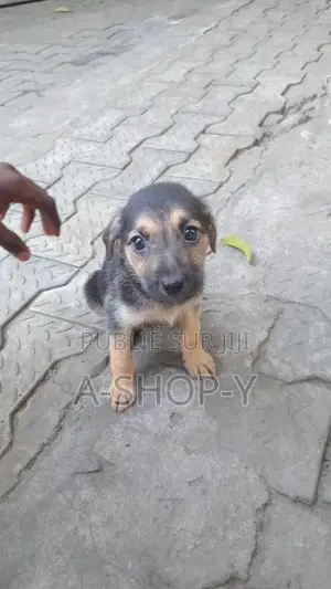 Photo - 0-1 mois Femme Race mixte German Shepherd