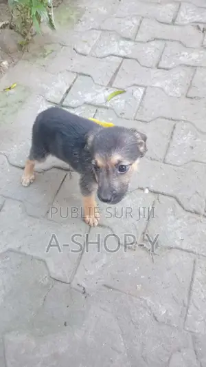 0-1 mois Femme Race mixte German Shepherd