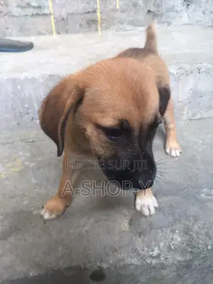 Photo - 1-3 mois Femme Race mixte Jack Russell Terrier