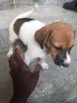 1-3 mois Femme Race mixte Jack Russell Terrier