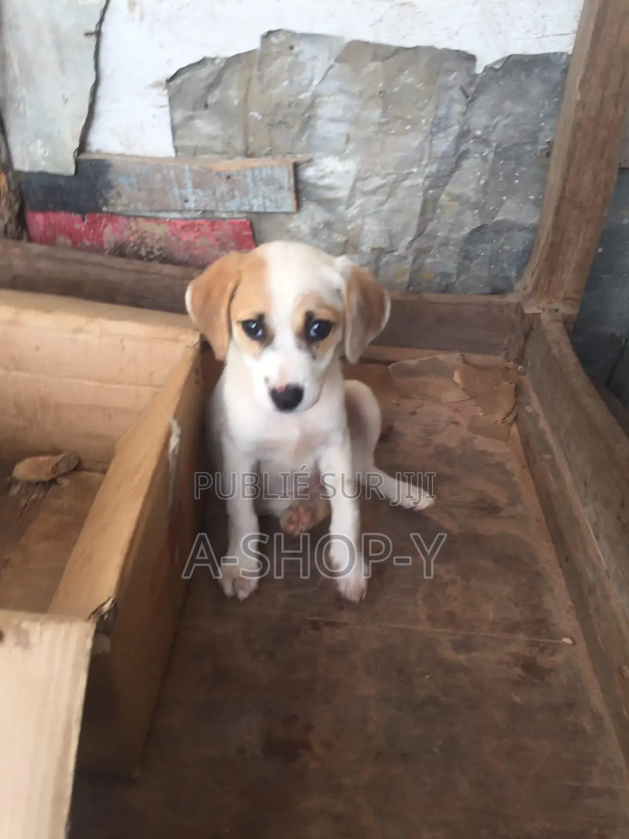 1-3 mois Femme Race mixte Jack Russell Terrier